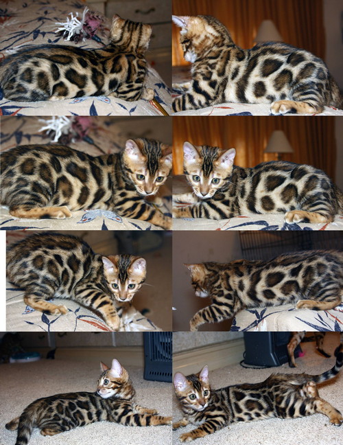 Bengal Cat Bengal Cat