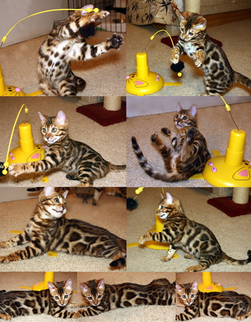 Bengal Cat Bengal Cat