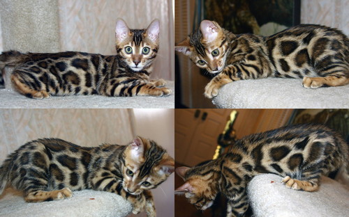 Bengal Cat Bengal Cat