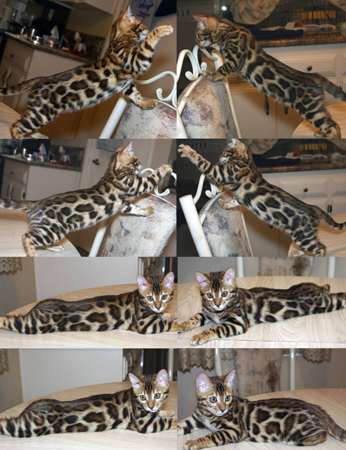 Bengal Cat Bengal Cat