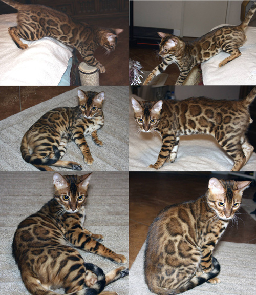 Bengal Cat