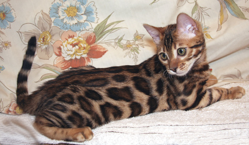 Bengal Cat Bengal Cat