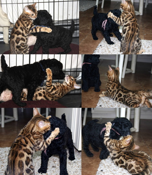Bengal Cat Bengal Cat