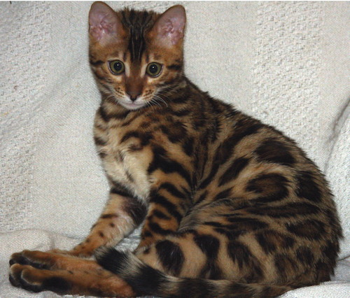 Bengal Cat Bengal Cat