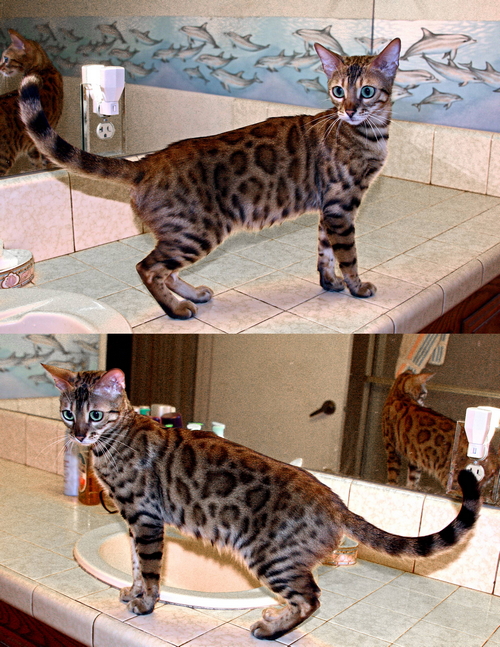 Bengal Kittens For Sale Bengal Champions