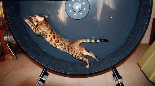 Bengal Cat
