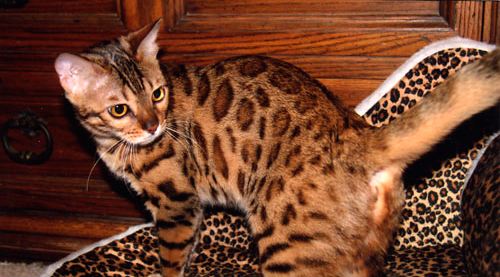 Rosetted Bengal Cat