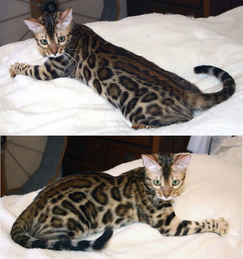 Bengal Cat
