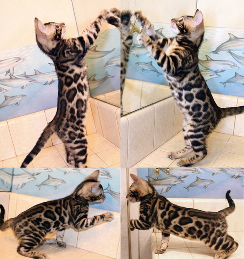 Bengal Cats For Sale Bengal Champion