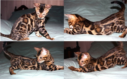 Bengal kittens for sale Bengal Kittens For Sale