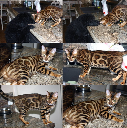 Bengal Cat Bengal Cat