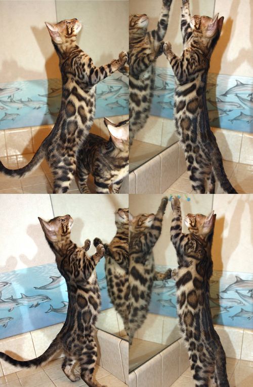 Bengal kittens for sale Bengal Kittens For Sale
