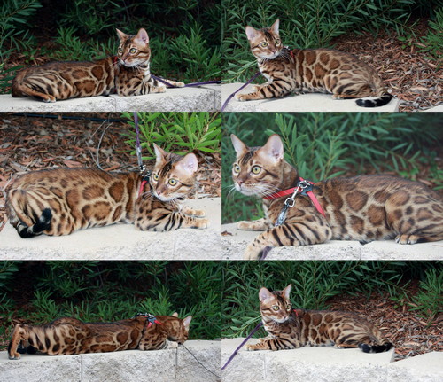 Bengal Cat