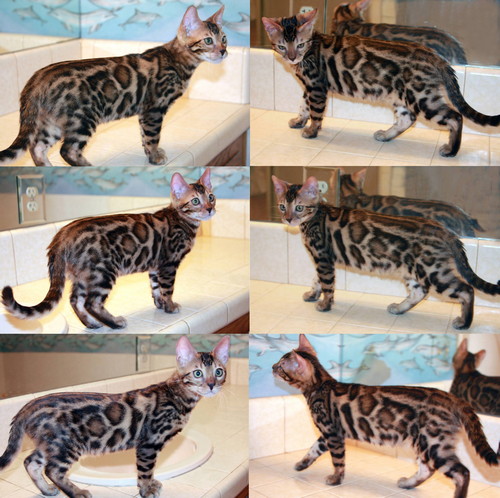 Bengal kittens for sale Bengal Kittens For Sale