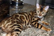 Bengal Cat