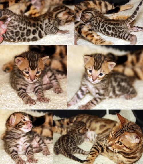 Bengal Kittens For Sale