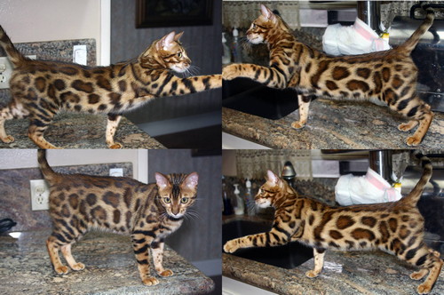 Bengal Cat Bengal Cat