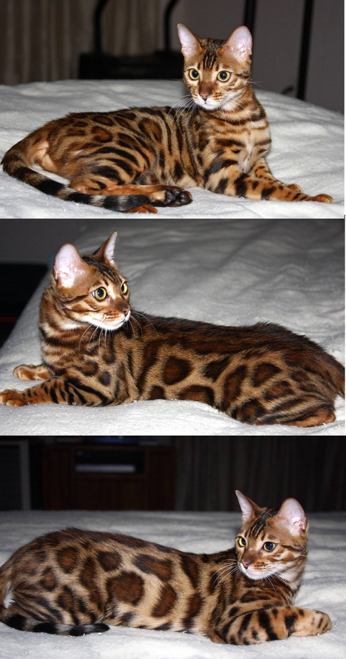 Bengal Cat Bengal Cat