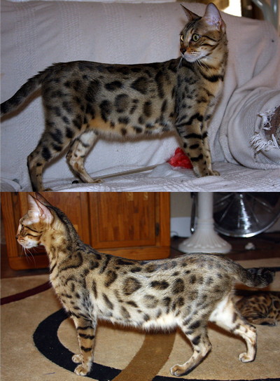 Bengal Kittens For Sale Bengal Champion