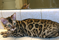 Bengal Cat