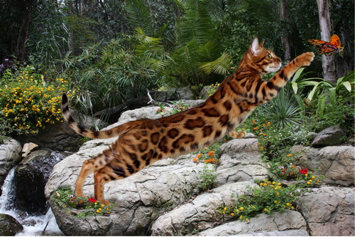Bengal Cat Bengal Cat
