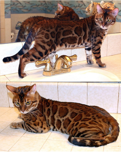 Bengal Cat