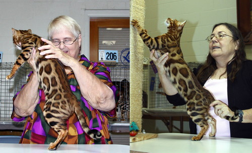 Bengal Cat Bengal Cat