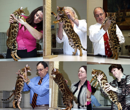 Bengal Cat Bengal Cat