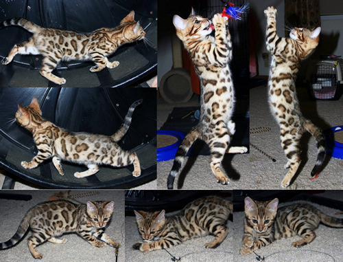 Bengal Kitten