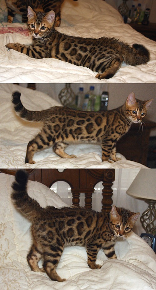 Bengal Kittens For Sale