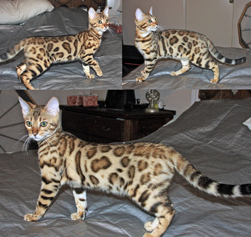 Bengal Kitten