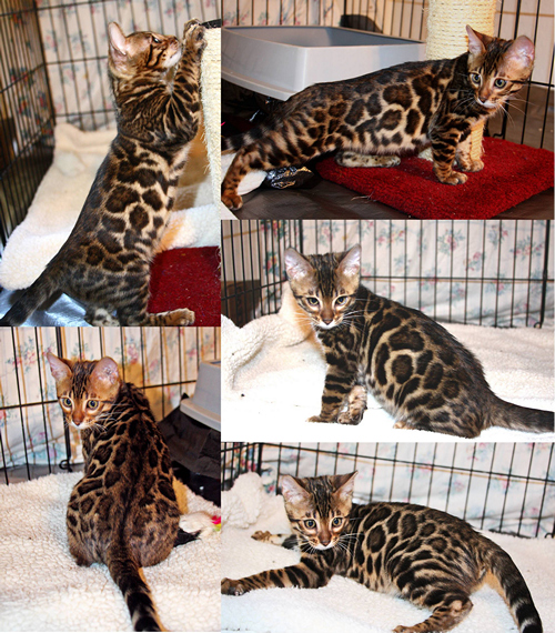 Bengal Kitten