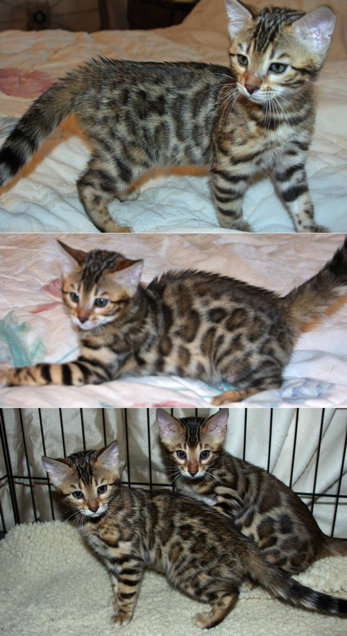 Bengal Kittens for sale