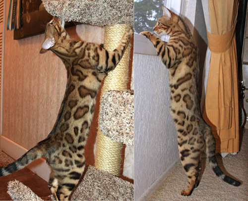 Bengal Kitten
