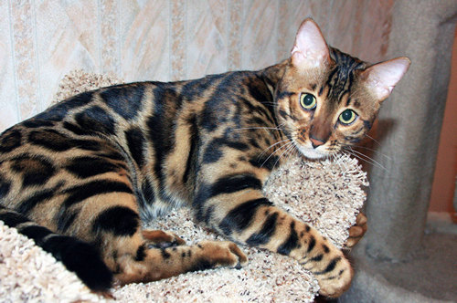 Bengal Cat