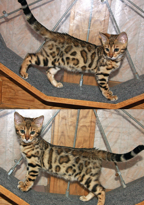 Bengal Kitten