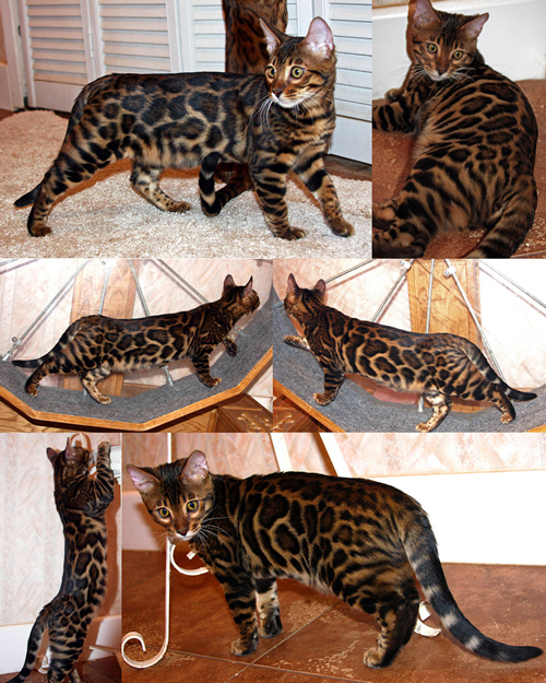 Bengal Kitten