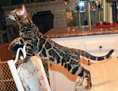Bengal Cat