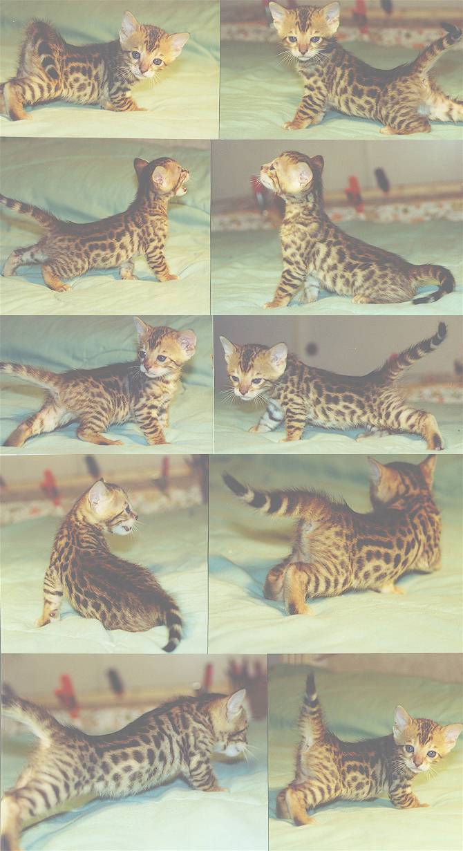 Bengal Kittens