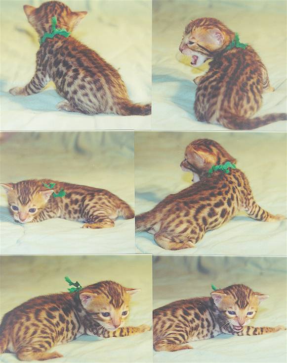 Bengal Kittens