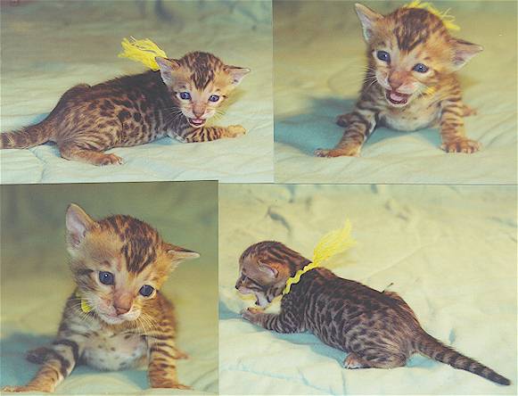 Bengal Kittens