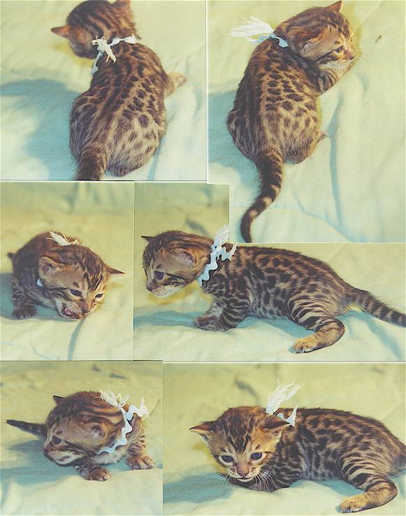 Bengal Kittens