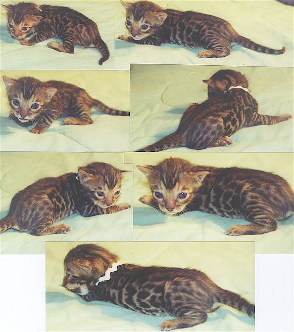 Bengal Kittens