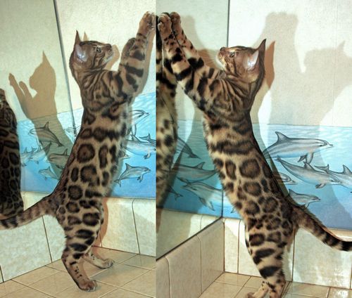Bengal Kittens for sale