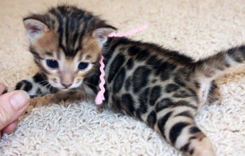 Bengal Kittens