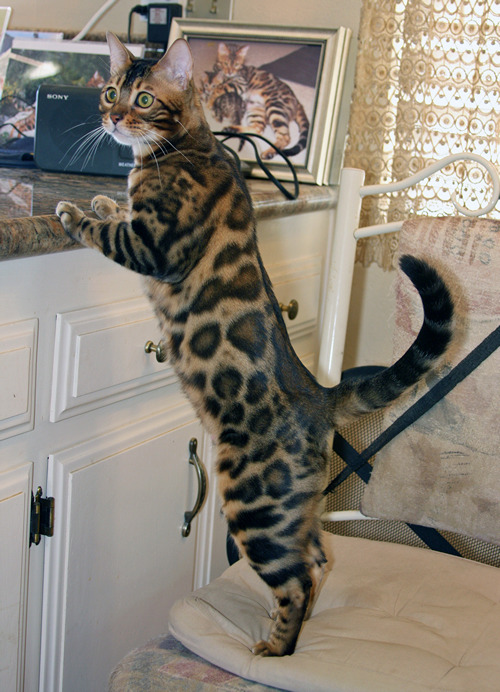 Bengal Cats For Sale Bengal Champion