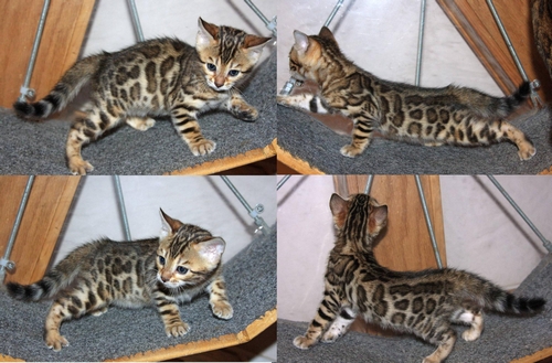 Bengal Kittens for sale