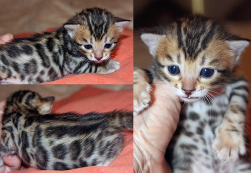 Bengal Kittens for sale