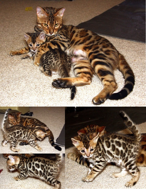 Bengal Kittens For Sale