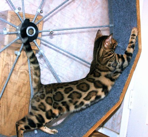 Bengal Kittens for sale